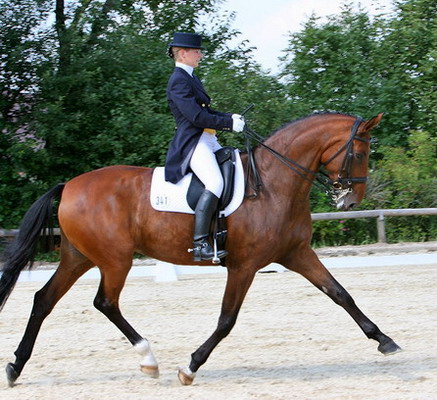 Gucci S-Dressur Oberland Thann 2005
